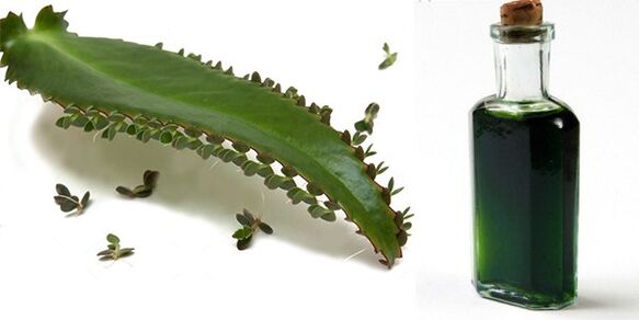 Kalanchoe özü - bileşim Exodermin